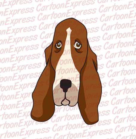 basset hound